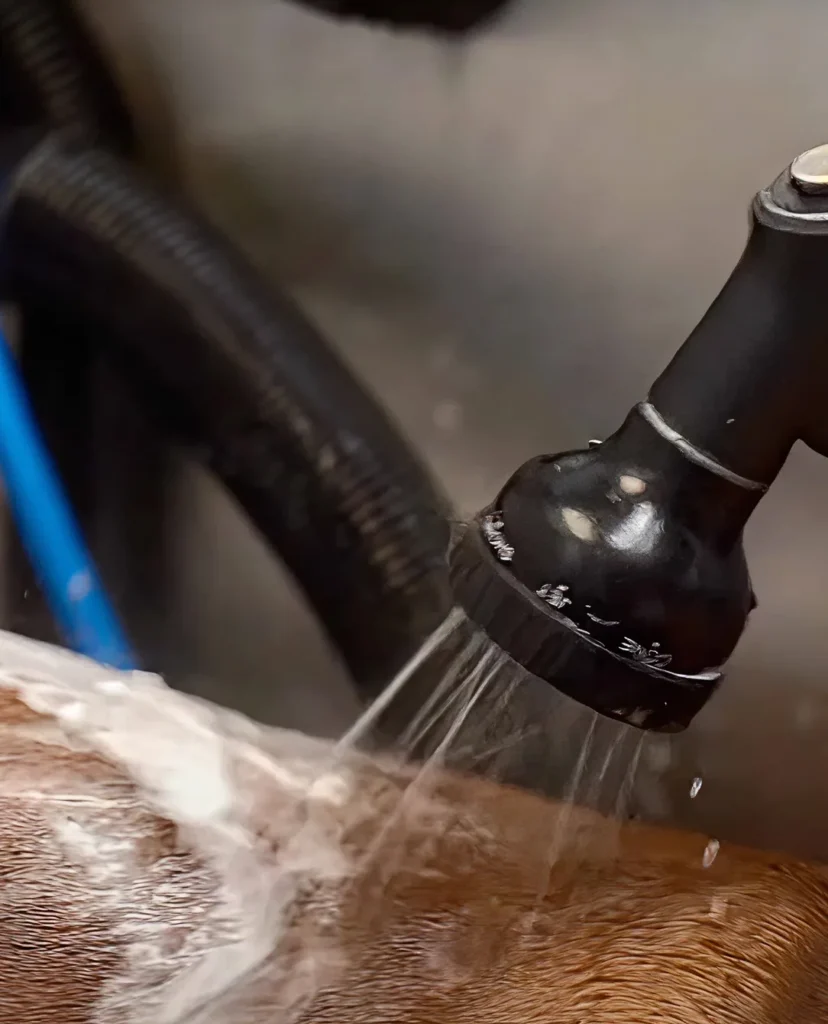Een hond wordt afgespoeld met water in een wasbox.